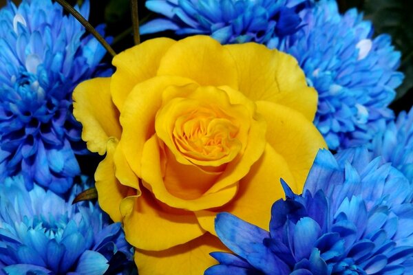 Rosa gialla circondata da fiori blu