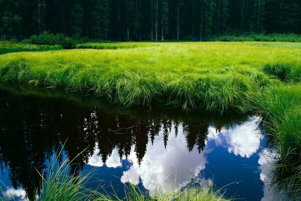 Сосны и небо отражающиеся в водной глади