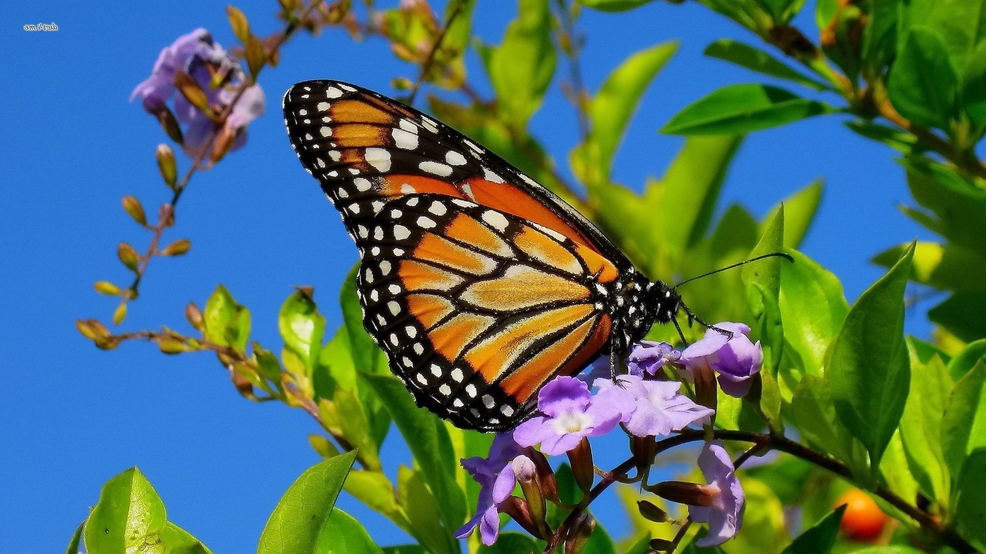 animals butterfly nature insect outdoors flower summer garden flora leaf invertebrate wing color beautiful delicate bright tropical biology close-up