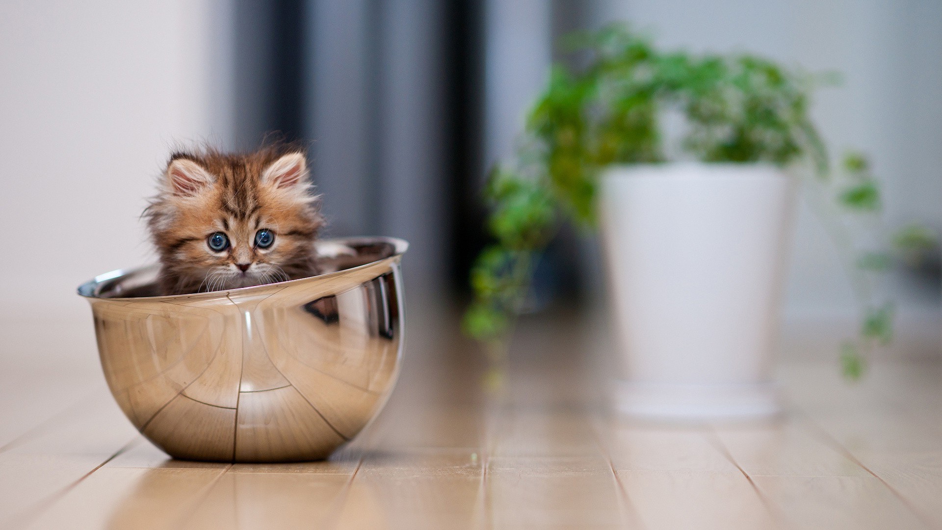 katzen drinnen tabelle holz junge katze