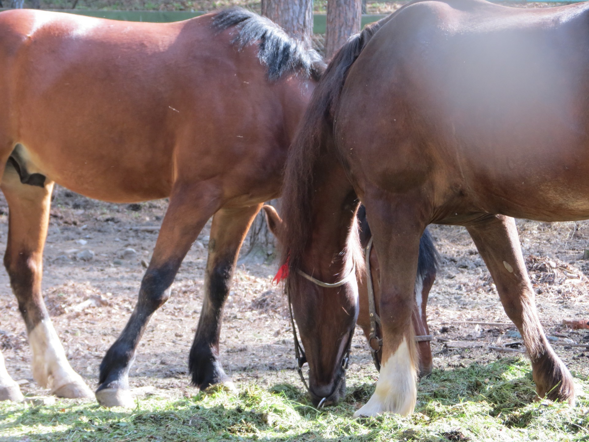 cavallo mammifero pascolo cavallo fattoria mare cavalleria stallone animale agricoltura rurale erba mane allevamento di cavalli animali vivi fieno pony campo seduto equestre