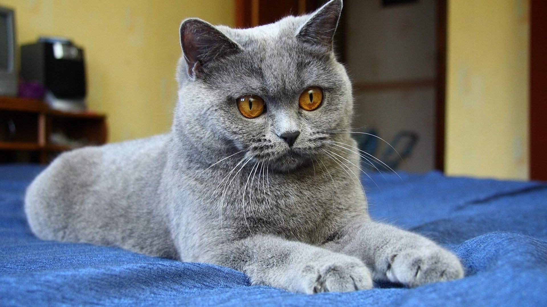 gatos gato mamífero doméstico animal de estimação animal fofa gatinho pele retrato cinza sente-se olho pouco ver