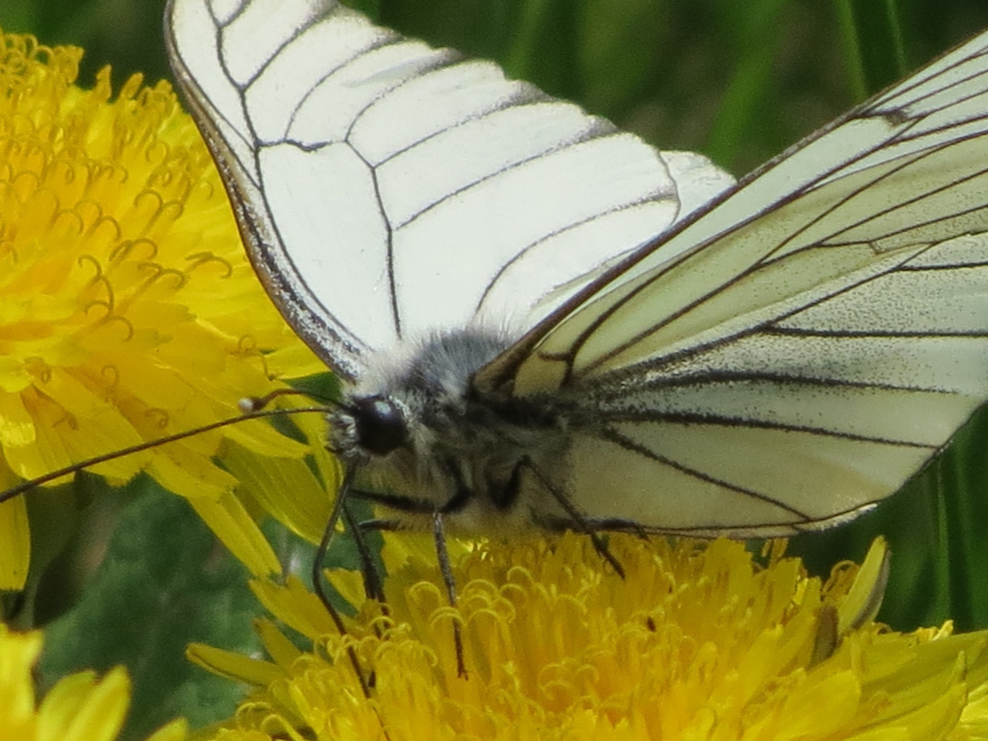 schmetterling insekt natur blume sommer flügel tier tierwelt im freien flora garten farbe wirbellose wild schön schließen fliegen hell blatt