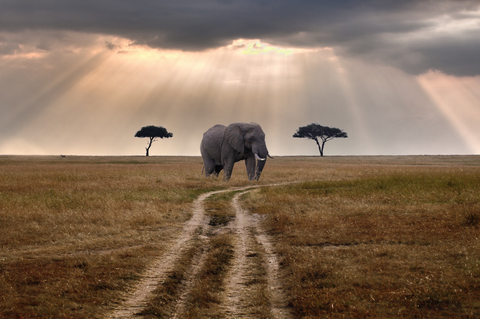 elefanten dämmerung landschaft sonnenuntergang im freien sturm himmel weiden elefant