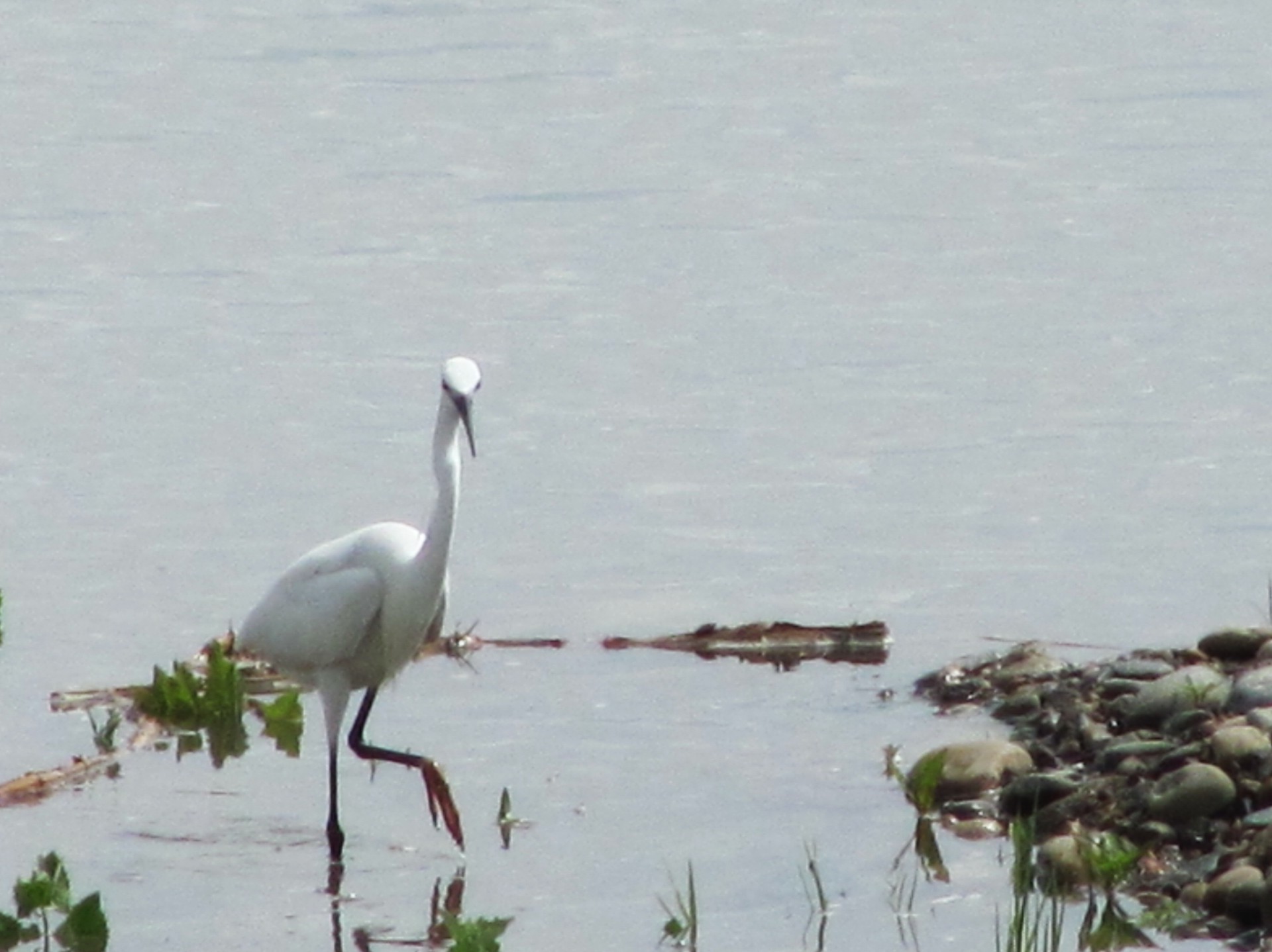 animali uccelli acqua fauna selvatica heron airone lago marcia uccelli acquatici animale palude natura avian piscina zone umide all aperto trampolieri