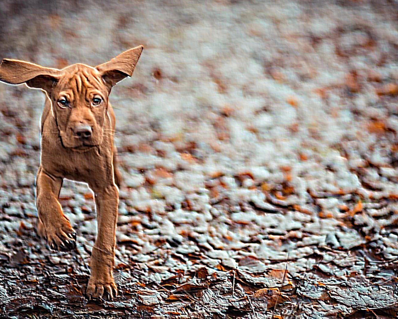 chien animal mammifère mignon chien nature portrait animal de compagnie domestique fourrure à l extérieur petit