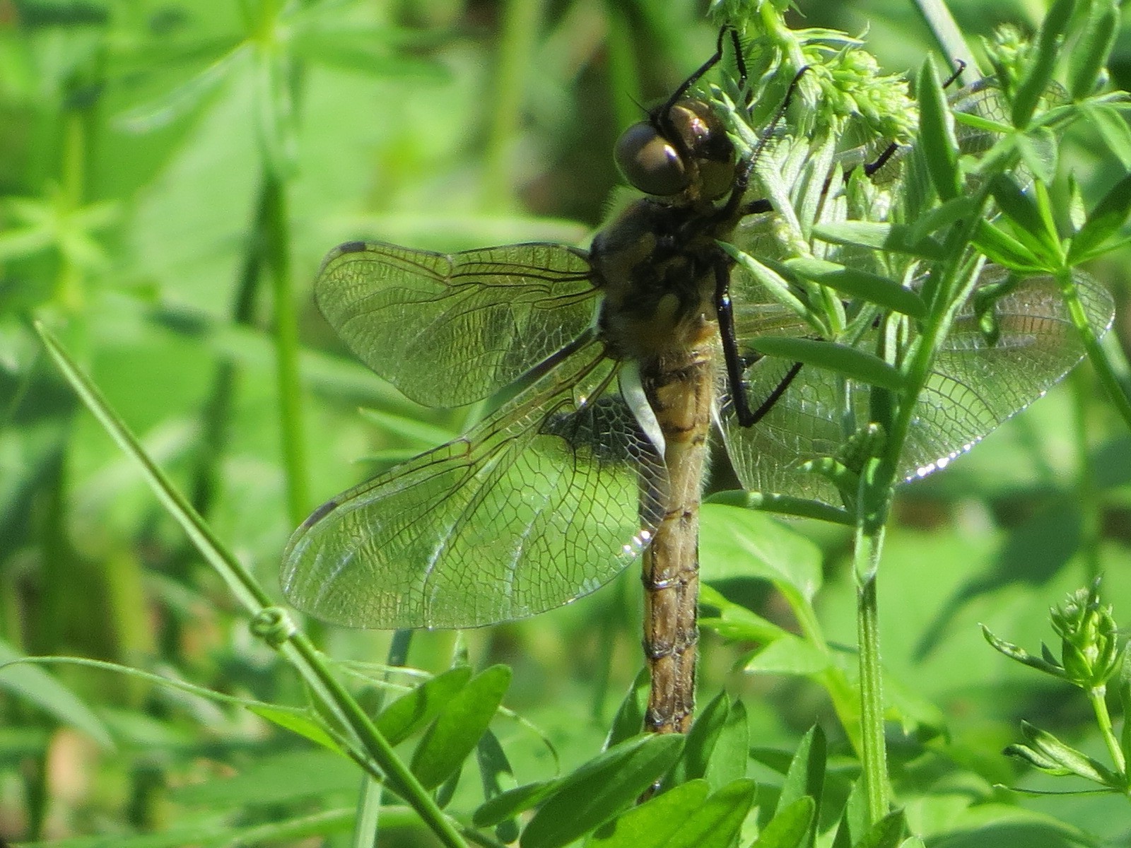 insekten natur blatt insekt sommer flora garten im freien gras schließen wild fliegen wenig tierwelt umwelt tier flügel