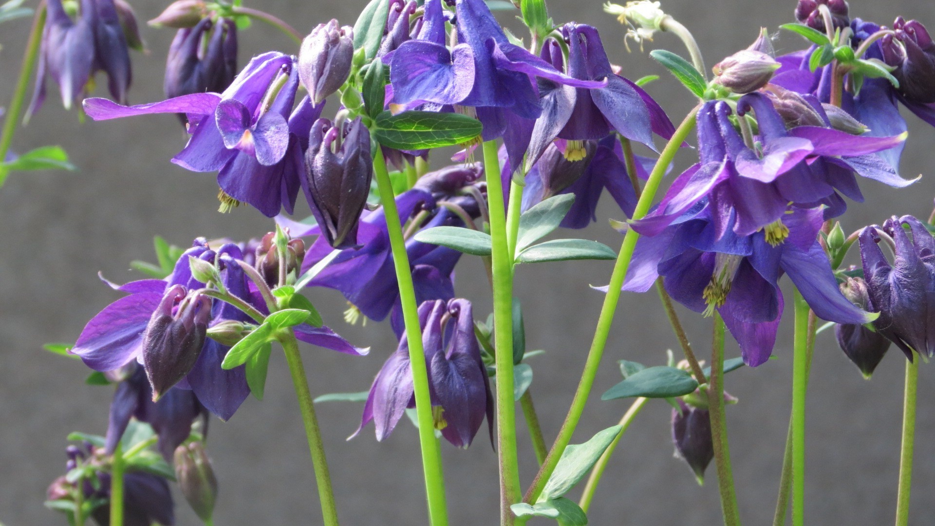 fleurs fleur nature flore jardin feuille bluming violet pétale à l extérieur floral été croissance saison gros plan cloche vivace couleur bouquet luzga