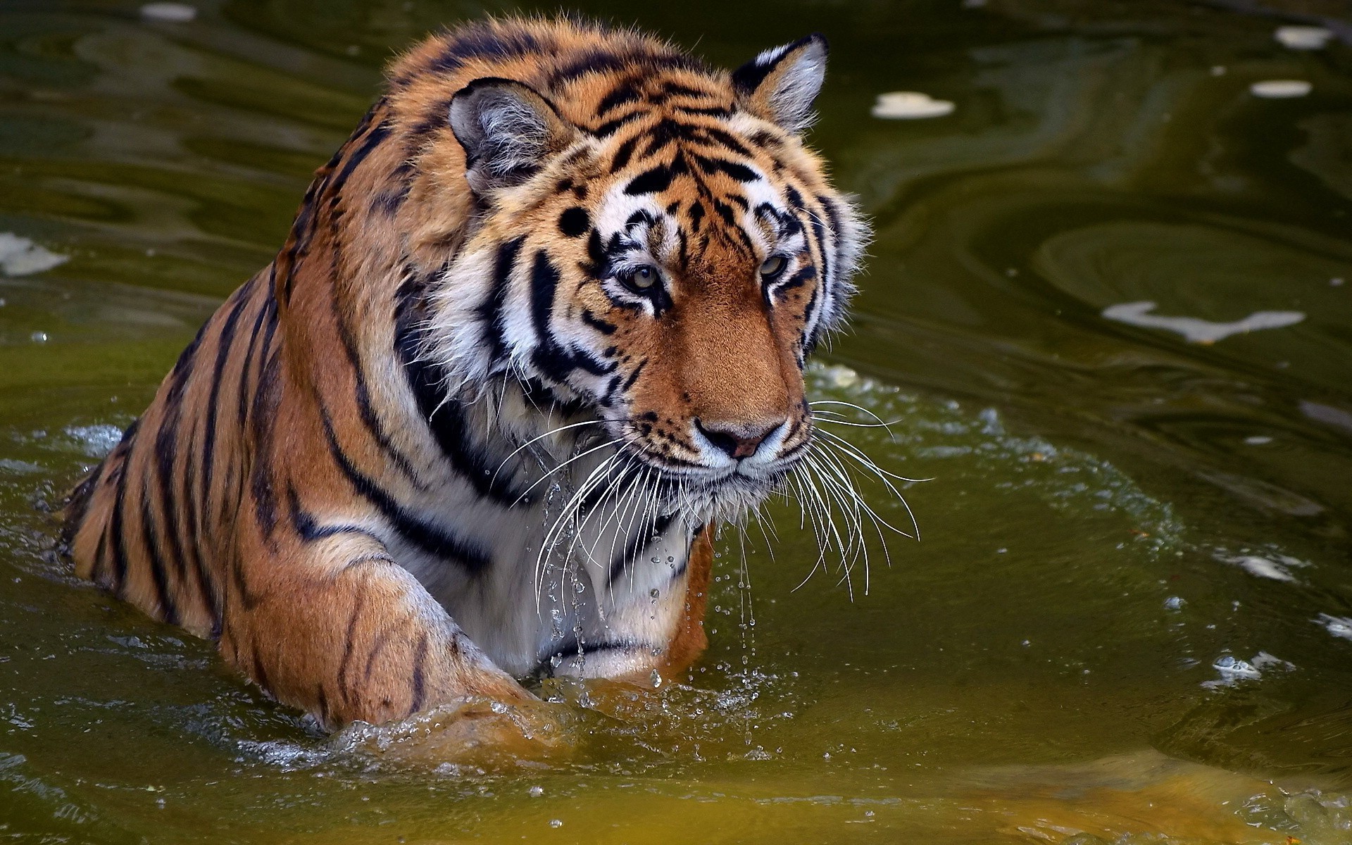 老虎 野生动物 老虎 哺乳动物 猫 动物园 捕食者 野生 丛林 动物 猎人 自然 头 肖像 野生动物园 大 肉食者 侵略