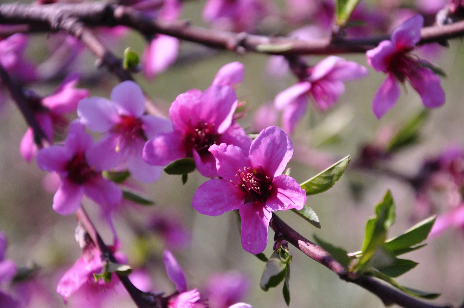 primavera flor natureza jardim flora ramo blooming árvore folha pétala crescimento amigo verão floral ao ar livre cor parque bom tempo cereja delicado