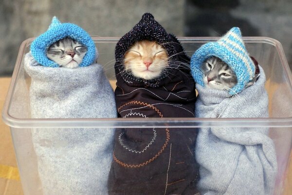 In a transparent container, three cats in hats are wrapped in blankets