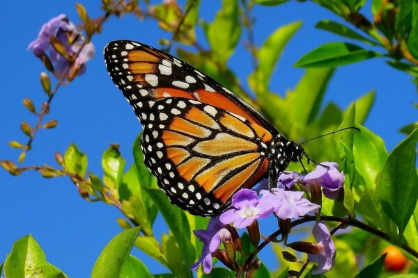 Borboleta em um galho de flor roxa