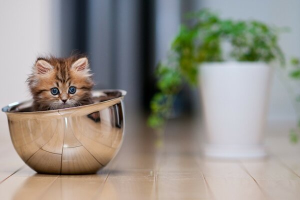 Cute kitten hid in the dishes