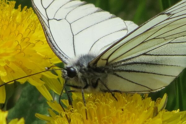 Weißer Schmetterling sitzt auf Löwenzahn