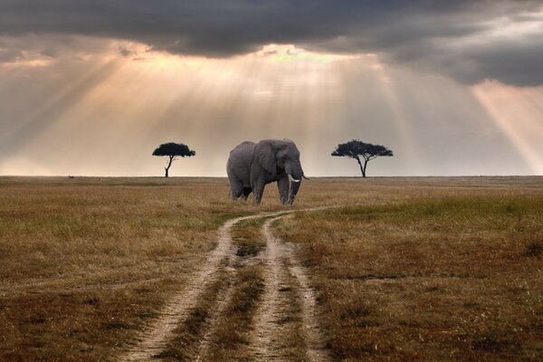 Éléphant solitaire et deux arbres