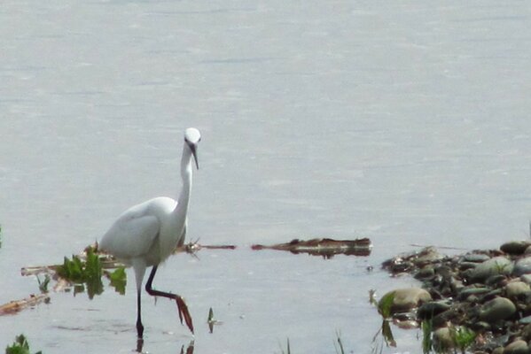 Wilder Reiher am nassen Ufer