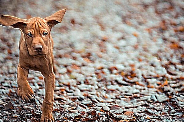 El perro con orejas grandes corre