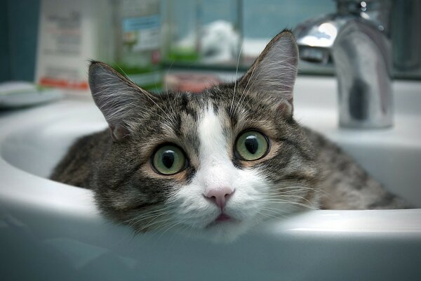 Cat in the sink posing for a portrait