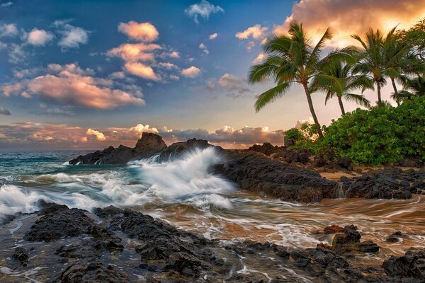 Seascape palm trees on the beach