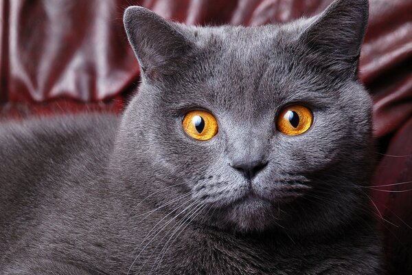 Portrait of a cat with orange eyes