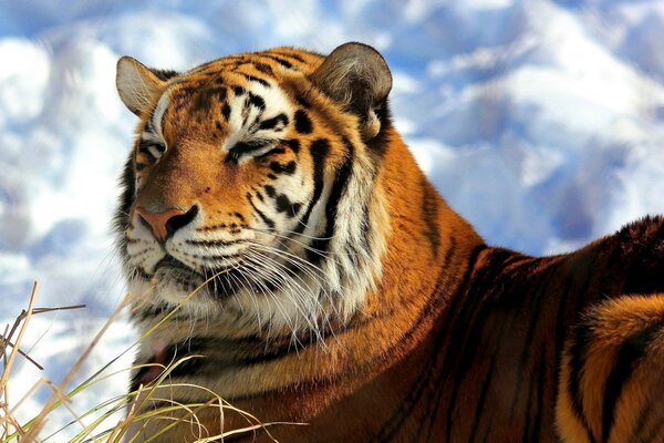 Ein wilder Tiger liegt im Gras vor einem Hintergrund von Wolken