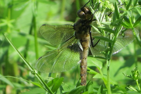 Insekten Natur Sommer Blätter