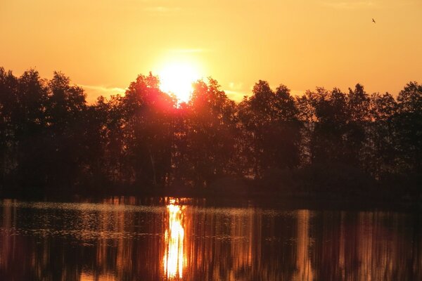 El sol de la puesta del sol, que se extiende más allá del borde del bosque, se refleja en la superficie del agua