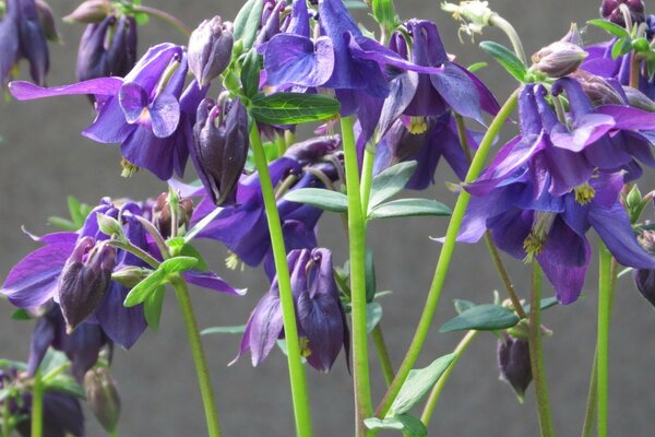 Fiori viola. Campanula. Steli verdi