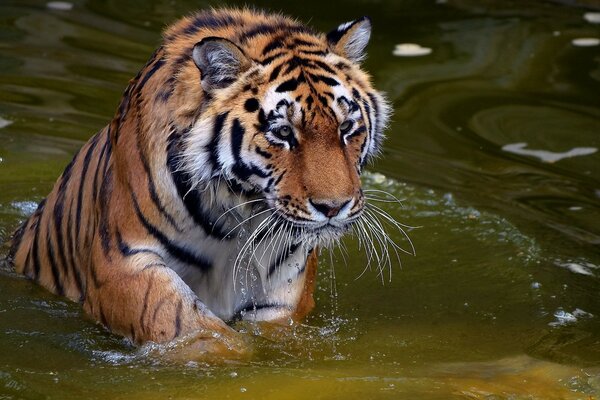 Tigre espirra na água