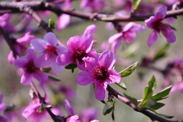 Every spring, the gardens gain color