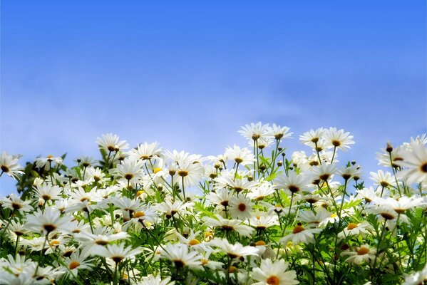 Chamomile field in the blue sky