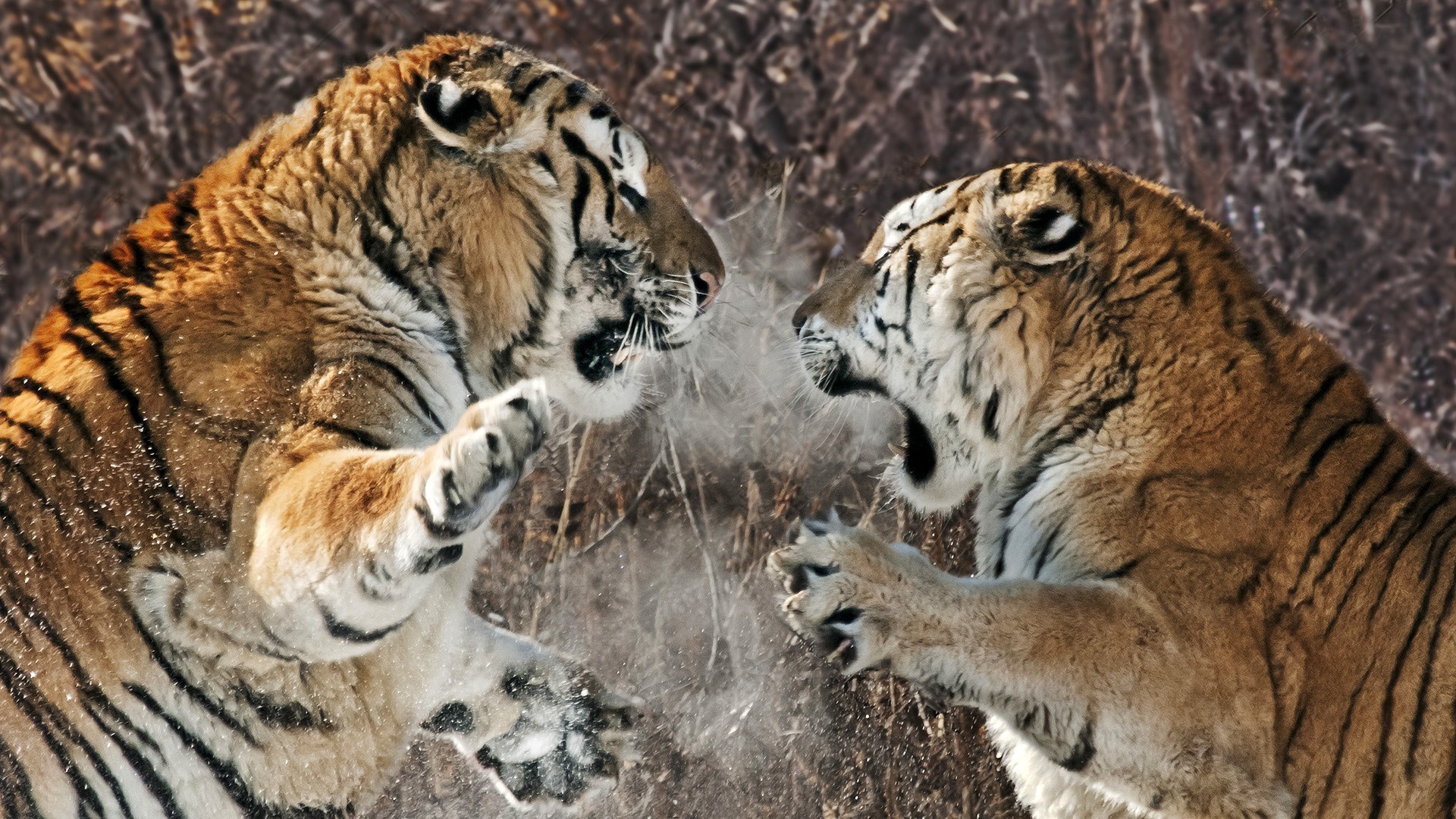 tiger tierwelt säugetier katze tier raubtier fleischesser natur groß tiger wild jäger gefahr fell zoo safari porträt streifen suchen kopf jagd