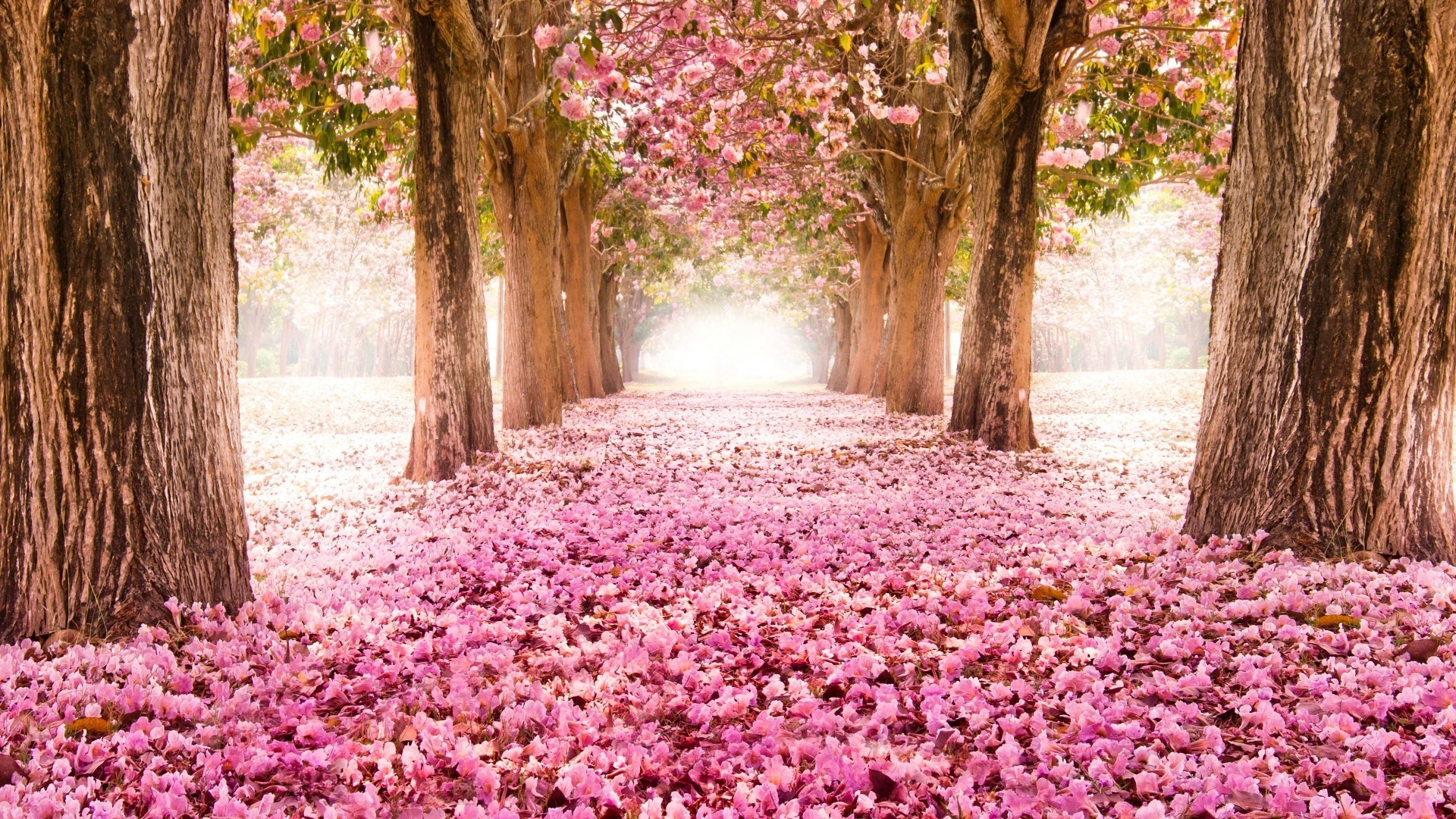 ağaçlar çiçek yaprak flora doğa bahçe park ağaç ahşap sezon bahar manzara sonbahar renk parlak yaz çiçek çiçek açan güzel kırsal