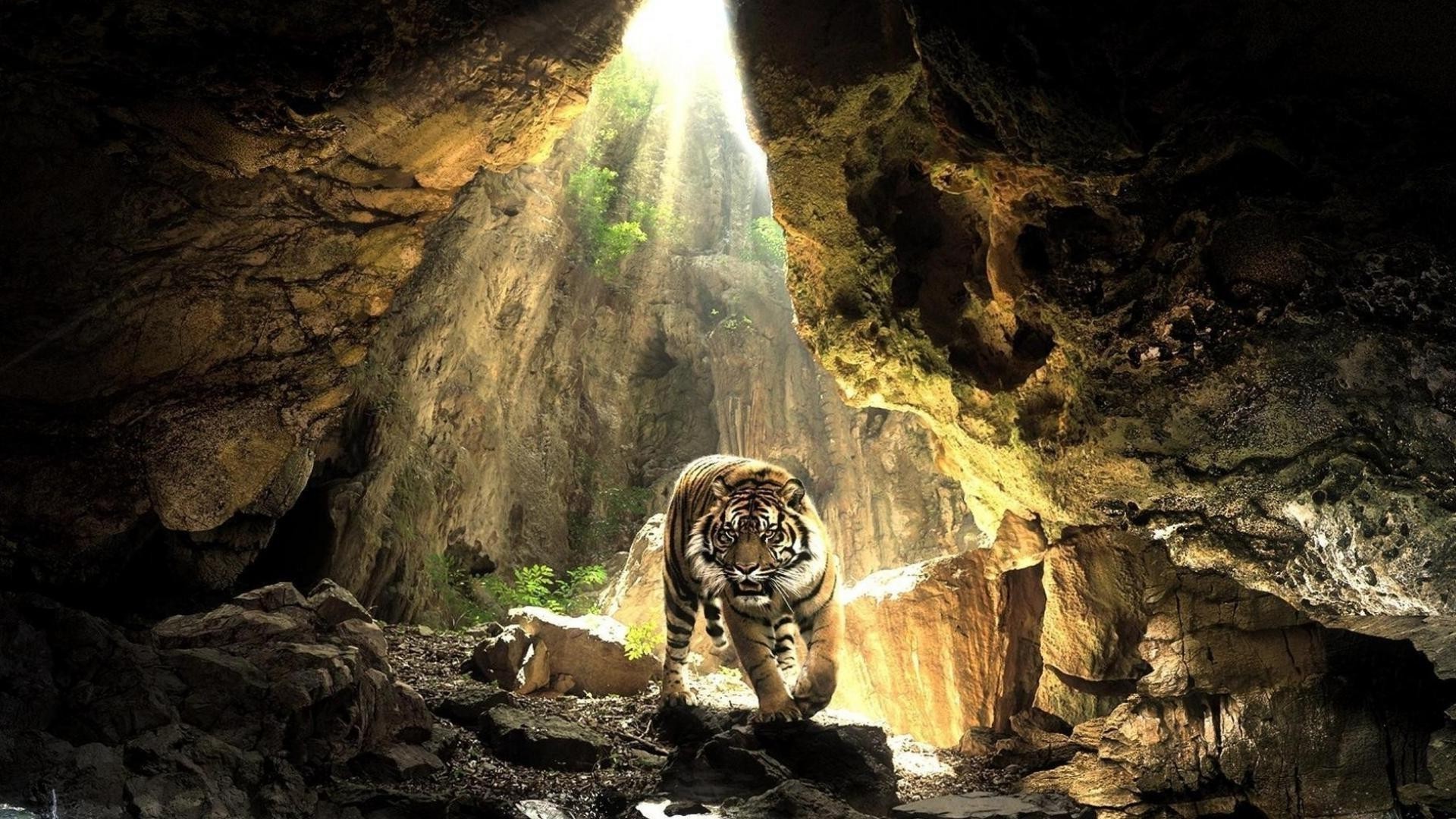 tigres cueva corcho agua naturaleza viajes roca exploración piedra caliza túnel estalactita