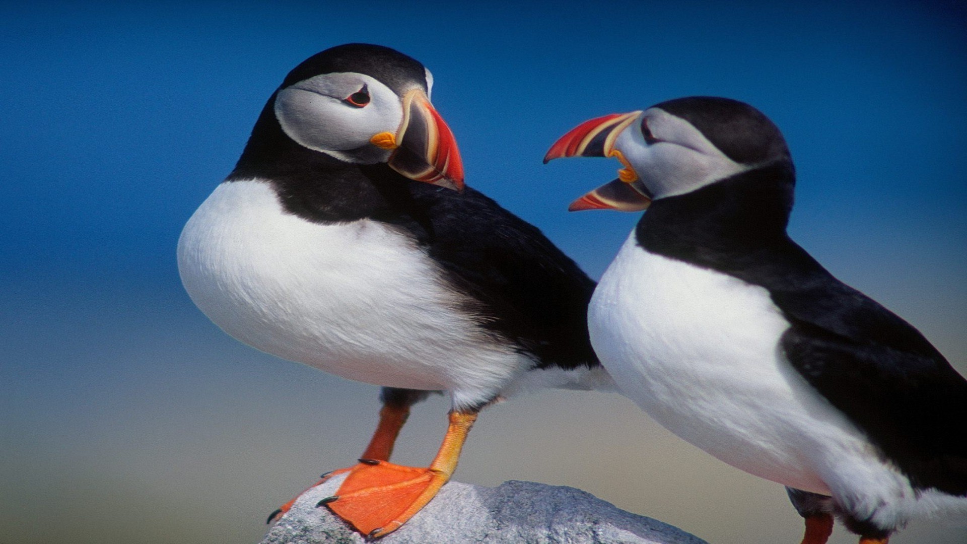 animaux oiseau un faune oiseaux vue latérale deux