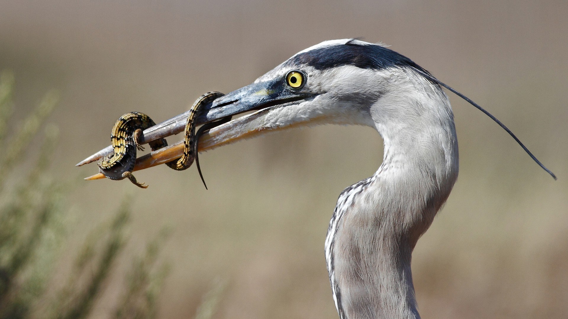 hayvanlar kuş yaban hayatı hayvan doğa herona gaga portre avian