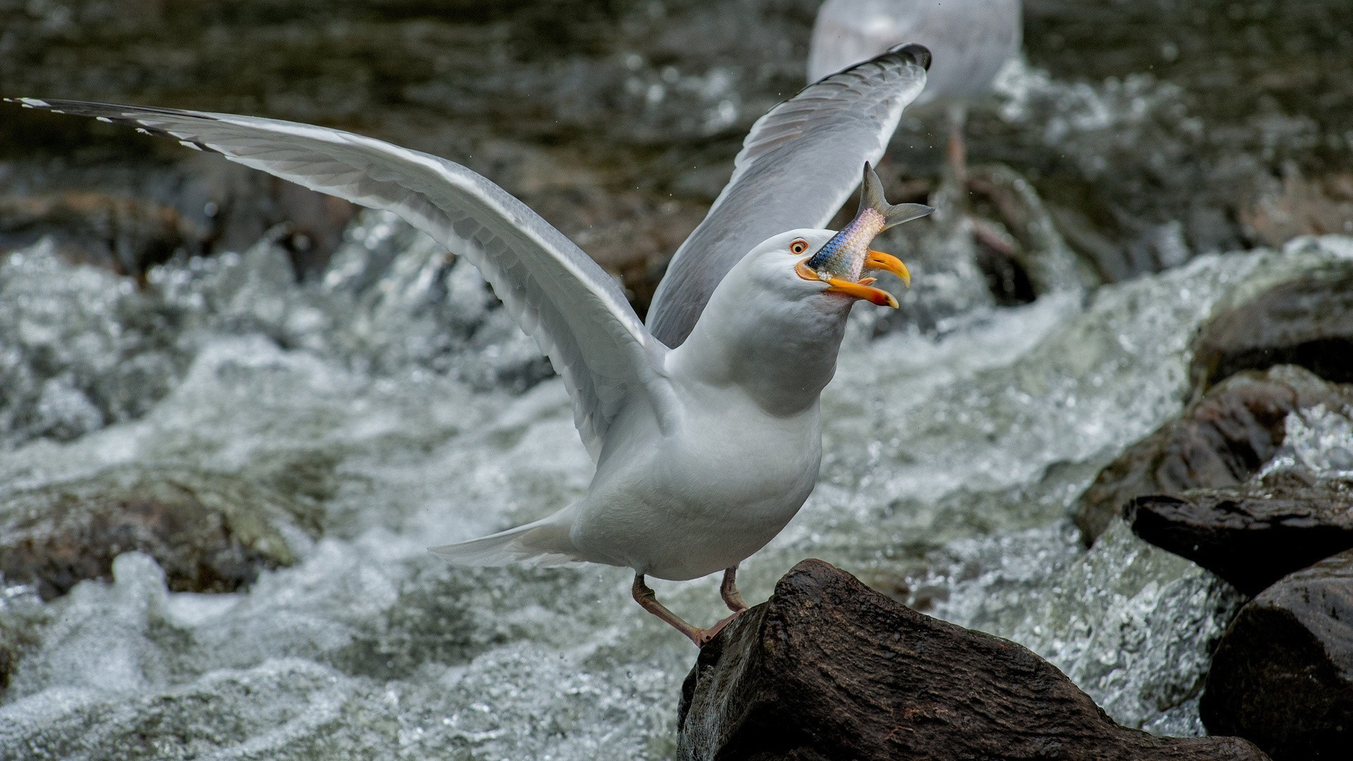 animales aves naturaleza vida silvestre agua al aire libre salvaje animal pluma río gaviotas invierno