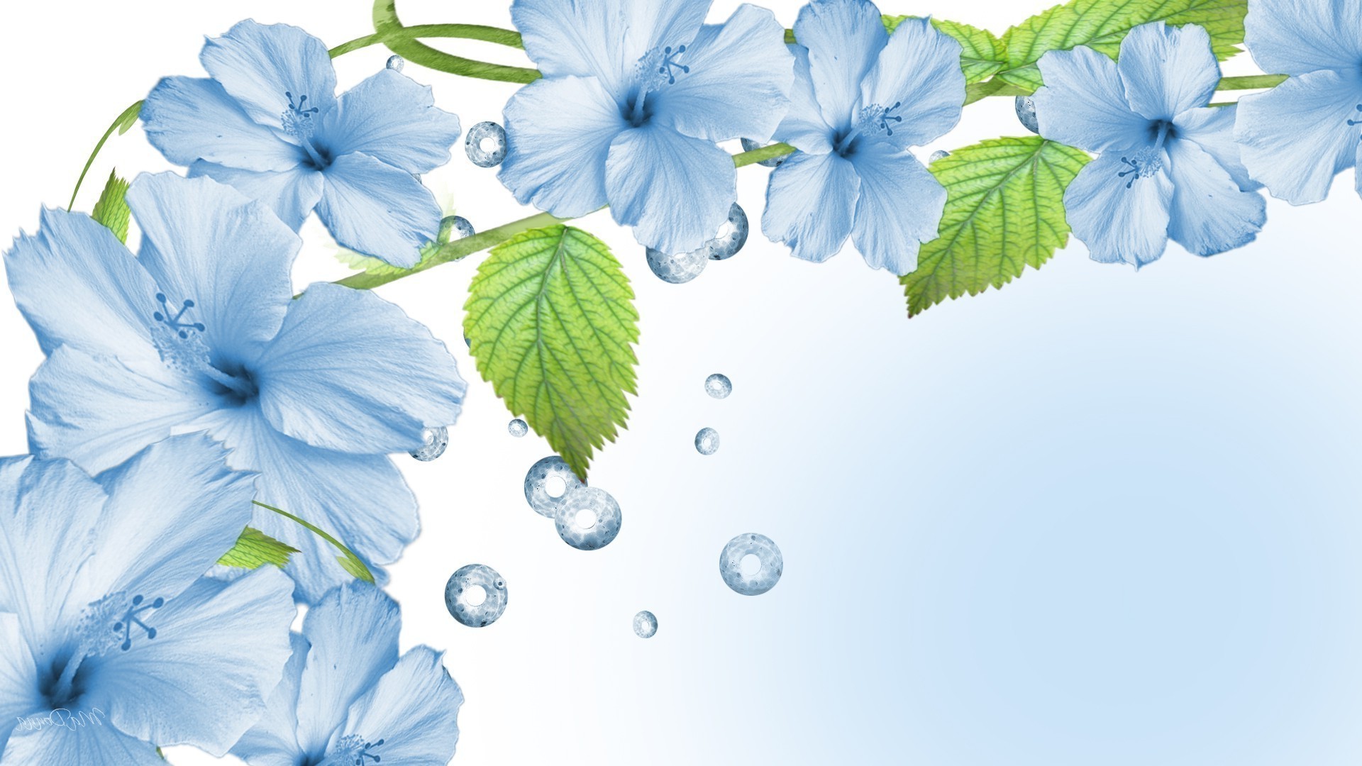 белые и голубые цветы ветки скачать