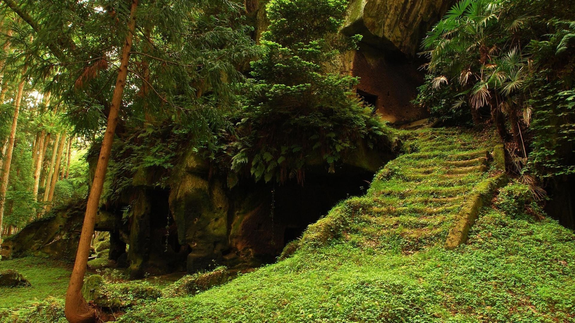 公园 木材 自然 树 叶 户外 景观 旅游 郁郁葱葱 增长 公园 雨林 夏季 指南 植物群 热带 环境 山 风景 步道