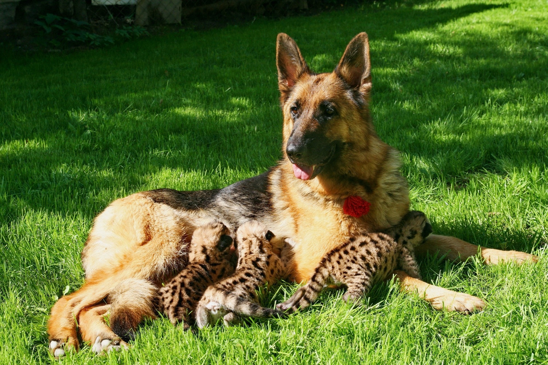 animali mammifero animale erba cane pelliccia carino canino animale domestico giovane natura domestico cucciolo ritratto anteprima piccolo