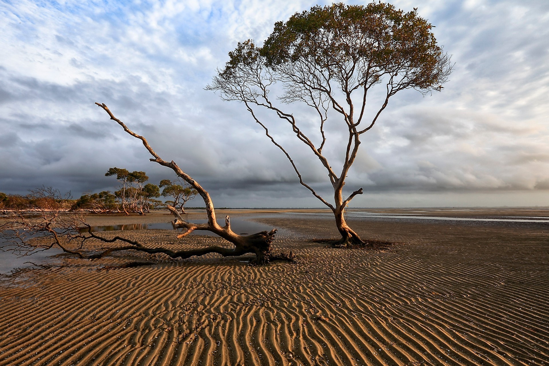 Сухое дерево на пляже бесплатно