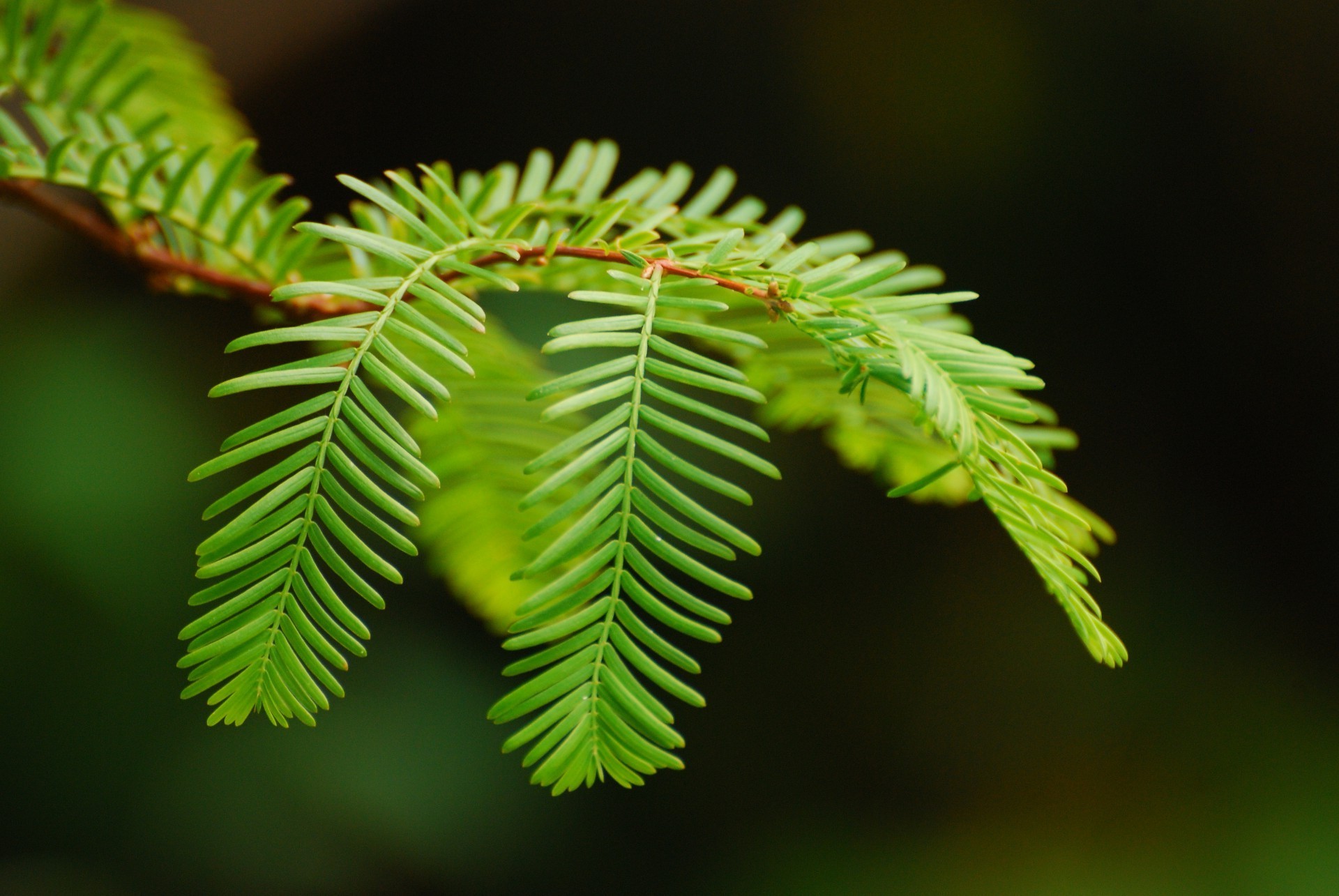 plants nature leaf tree branch color outdoors flora evergreen wood close-up blur biology park