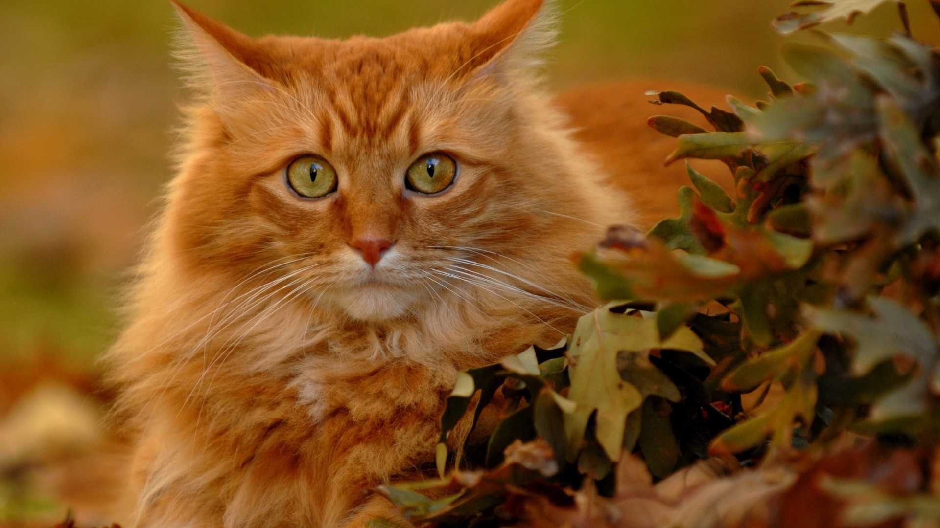 gatos lindo naturaleza retrato gato joven animal