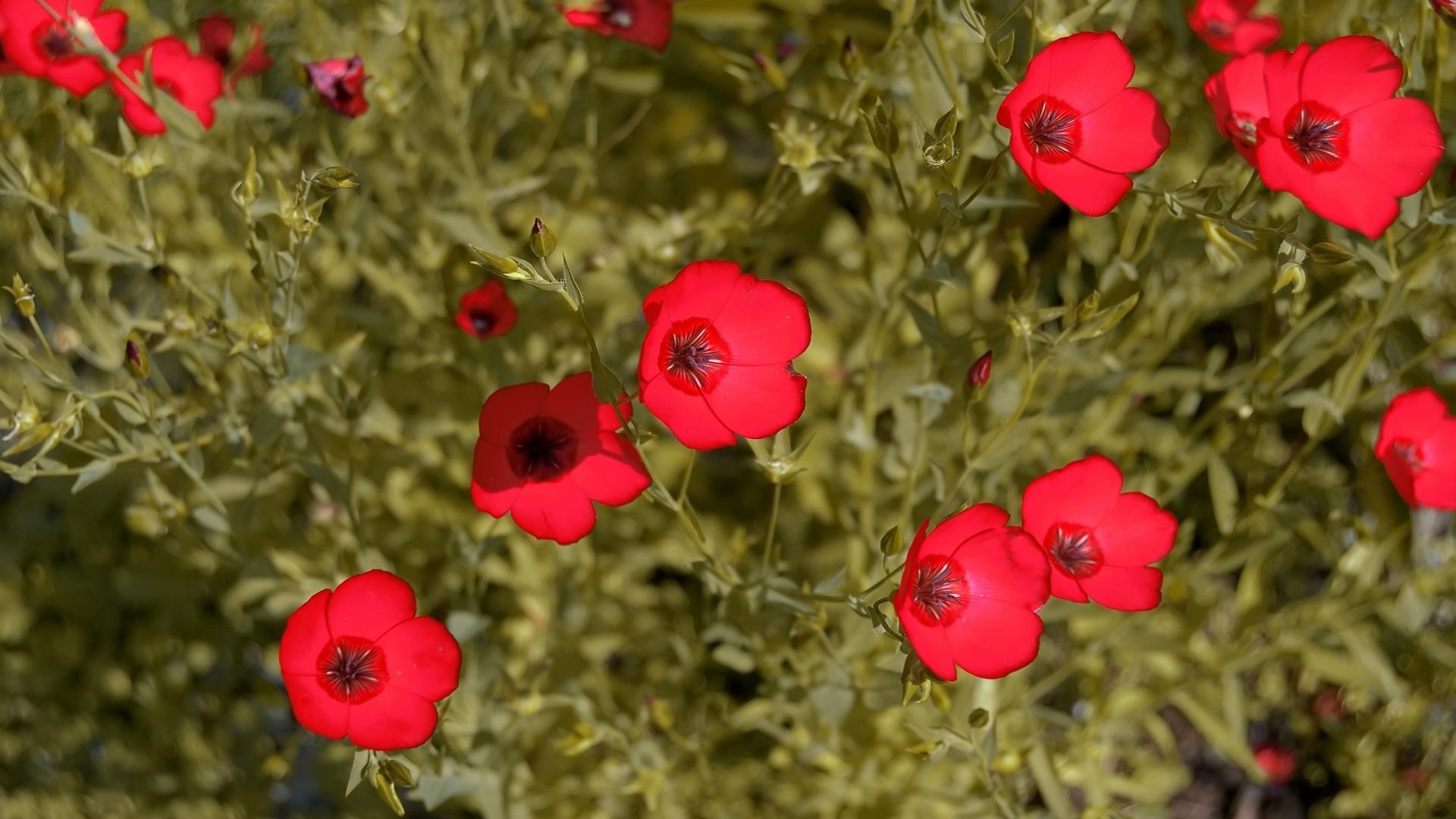 flores flor naturaleza poppy flora verano hoja jardín estación bluming campo color al aire libre crecimiento floral rosa brillante