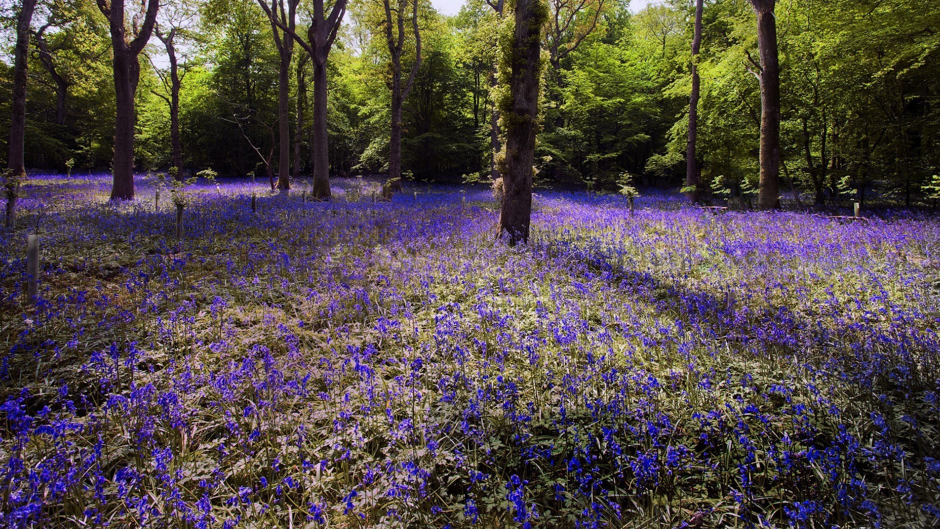 blumen blume holz natur flora landschaft im freien saison blatt park baum landschaft landschaftlich landschaftlich ländlich farbe teppich floral sommer garten feld