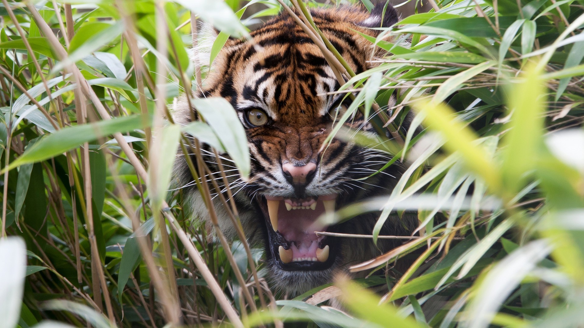 tigri fauna selvatica giungla tigre natura pericolo selvaggio striscia predatore animale gatto zoo cacciatore mammifero grande safari caccia pelliccia mangiatore di carne ritratto guardando