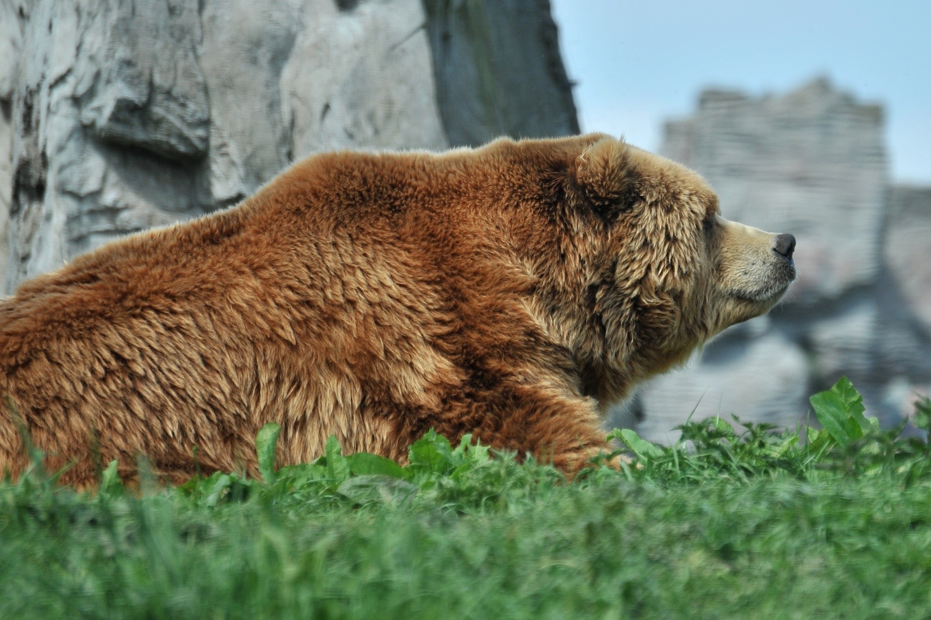 ours mammifère faune nature animal fourrure à l extérieur prédateur sauvage zoo herbe danger mangeur de viande