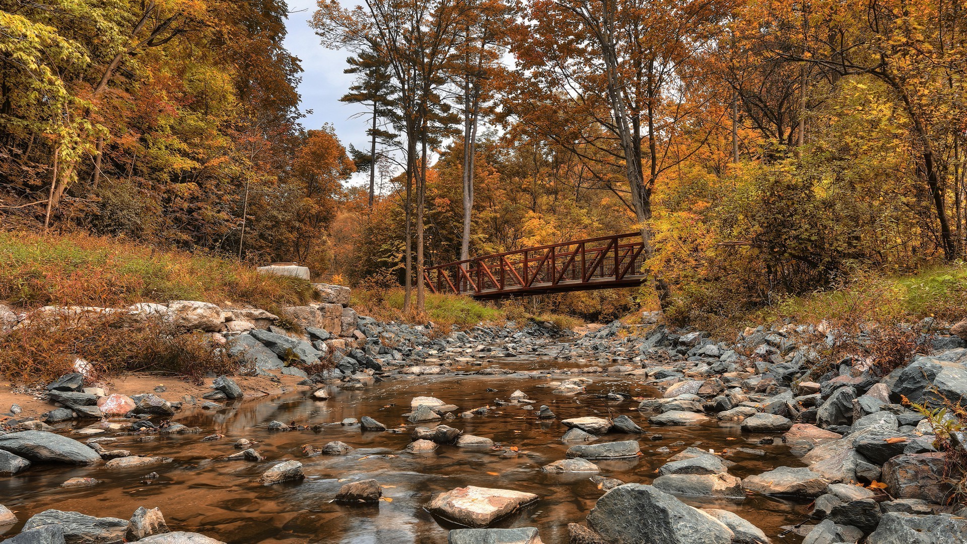 fiumi stagni e torrenti stagni e torrenti autunno natura legno albero paesaggio all aperto foglia ambiente acqua fiume flusso parco