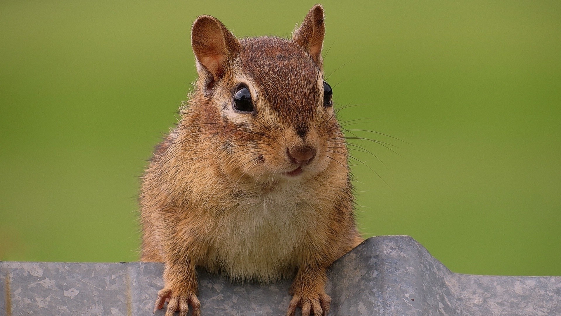 eichhörnchen niedlich tierwelt säugetier nagetier eichhörnchen tier fell wenig natur streifenhörnchen lustig sitzen wild haare schwanz auge ansicht liebenswert flauschig porträt