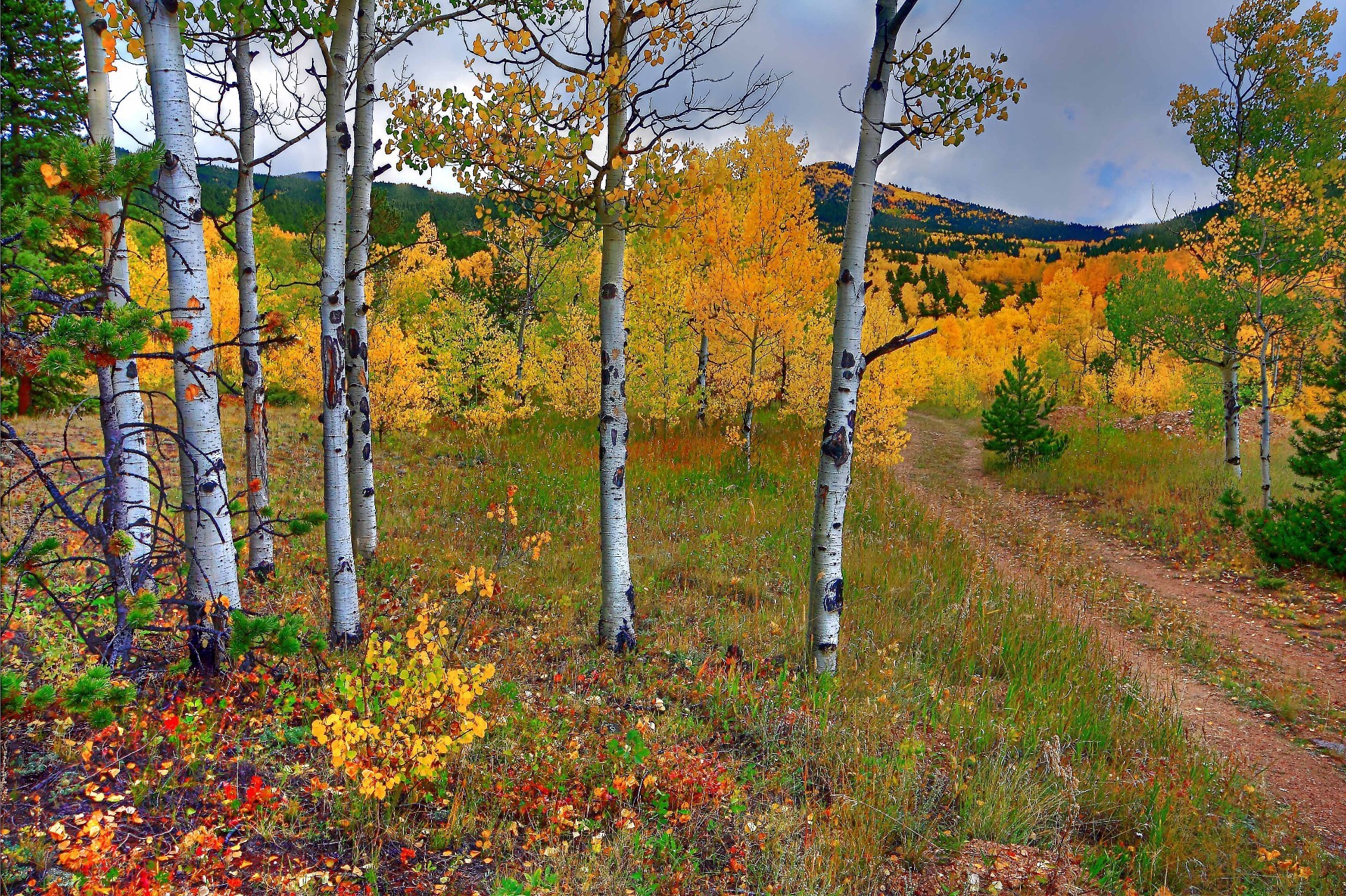 alberi legno autunno foglia albero natura paesaggio all aperto scenico stagione rurale campagna parco bel tempo luce del giorno